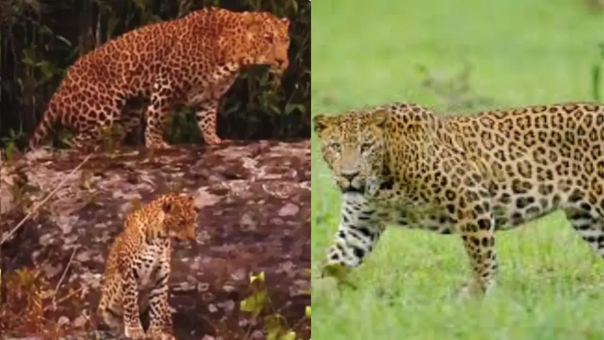 നീലഗിരി കൂനൂർ ശിങ്കാര എസ്റ്റേറ്റ് പരിസരത്തുള്ള പാറയിൽ പുലികൾ