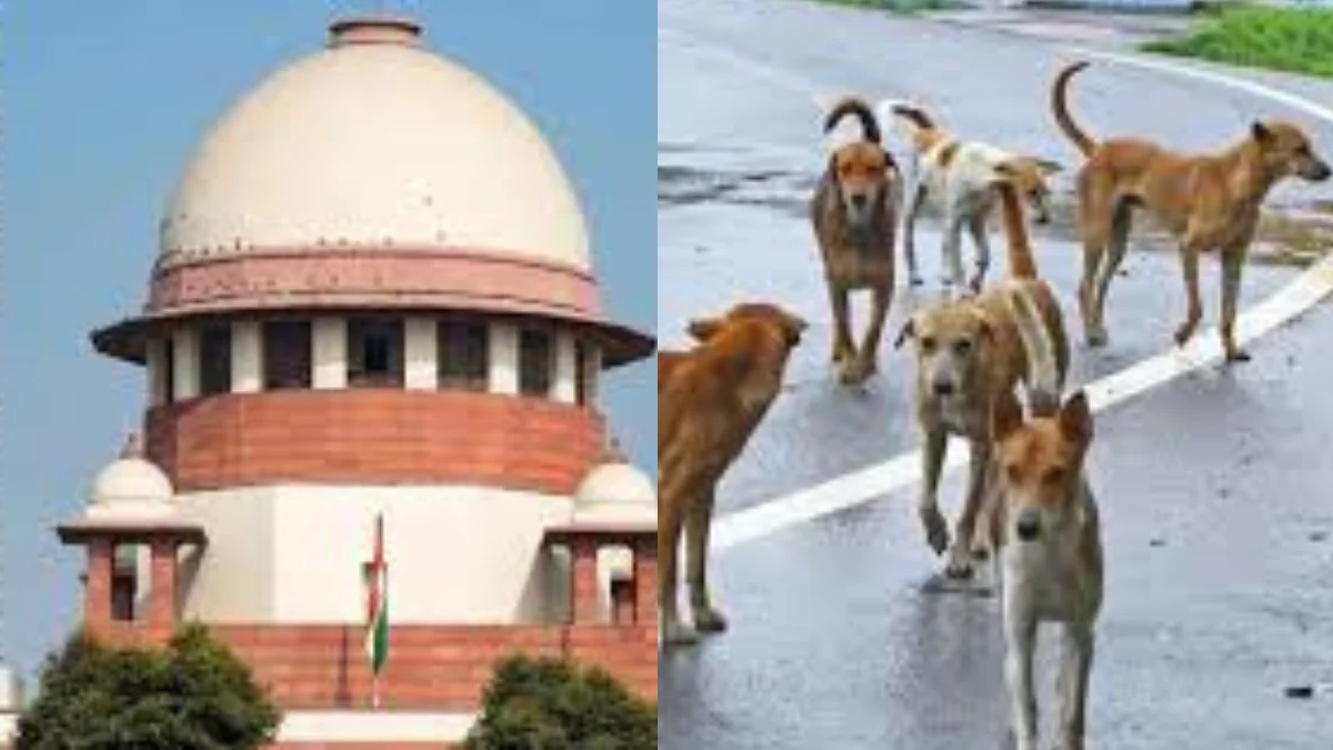 തെരുവ് നായ്ക്കളെ കൊല്ലാം, Supreme Court Stray Dog Verdict, Kerala Stray Dog Menace Law, Animal Birth Control Rules India, Local Self Government Kerala.