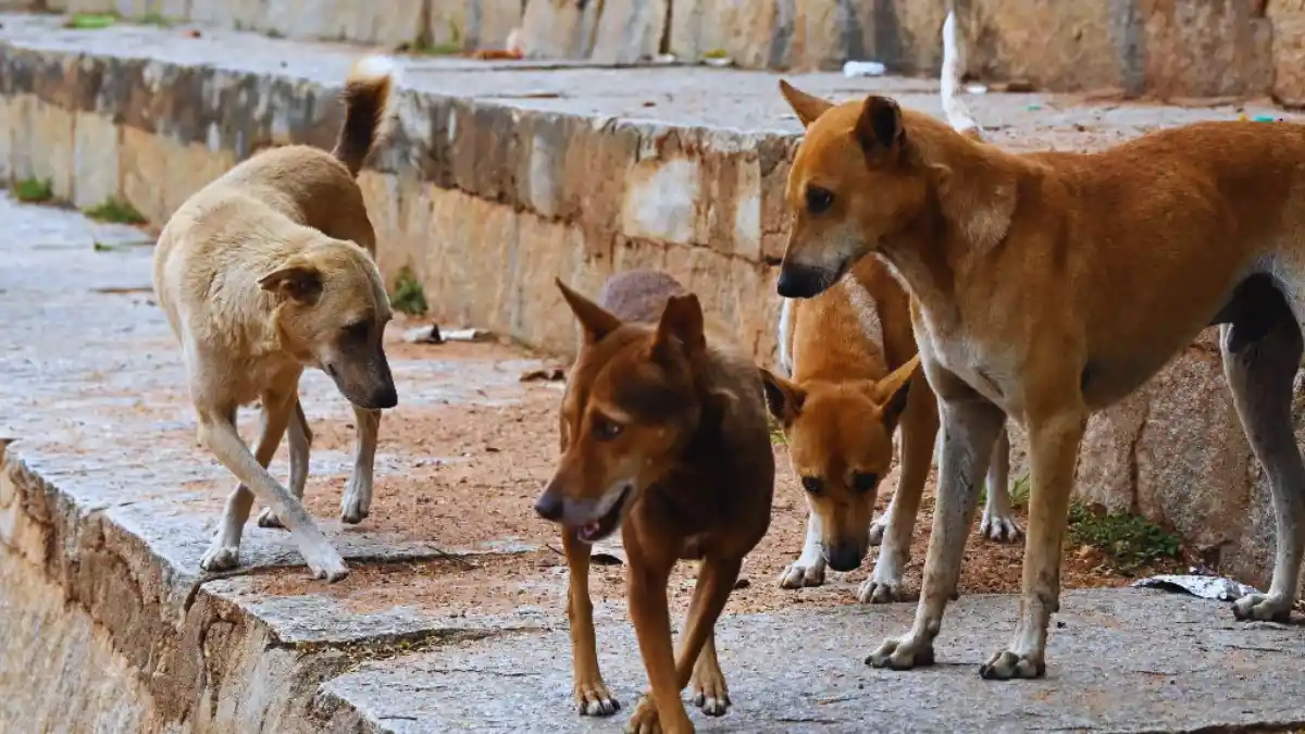 ഹരിപ്പാട് തെരുവുനായ ആക്രമണത്തിൽ പരിക്കേറ്റ കുട്ടിയുടെ മെഡിക്കൽ റിപ്പോർട്ട്