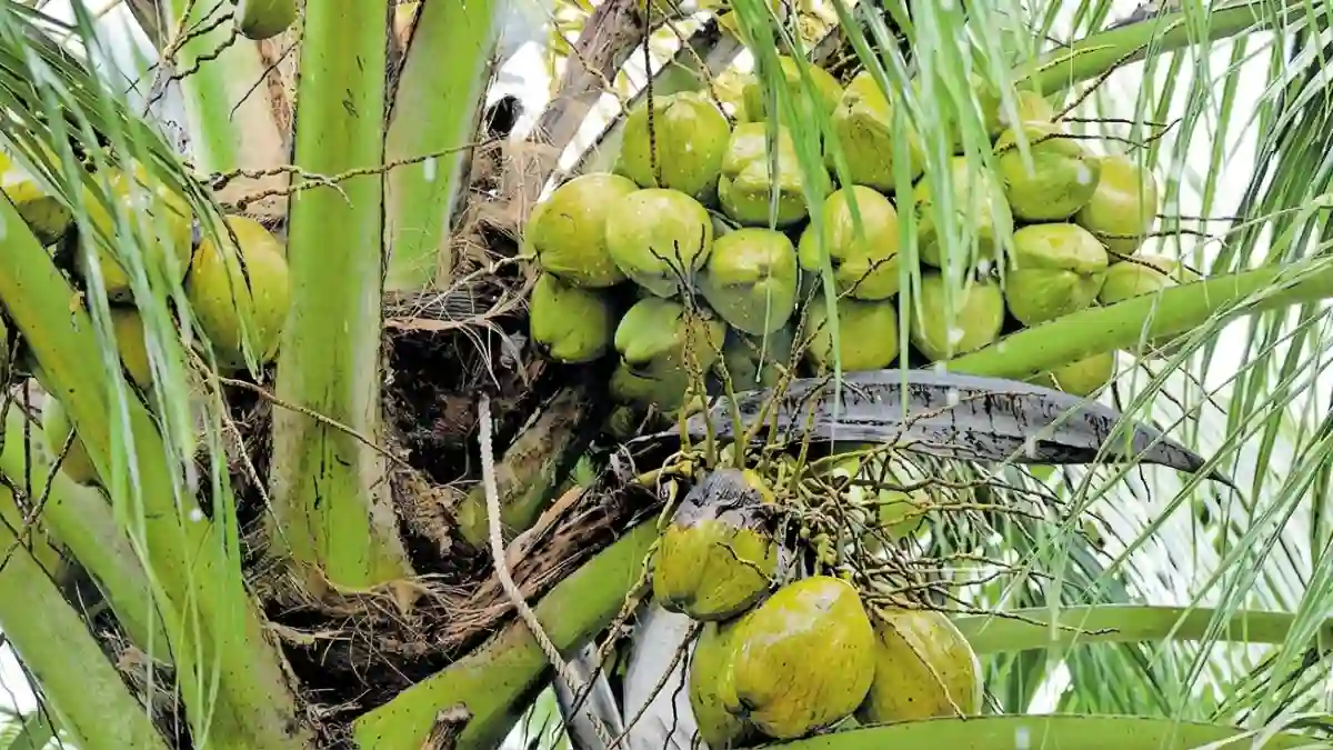 കാലവർഷം