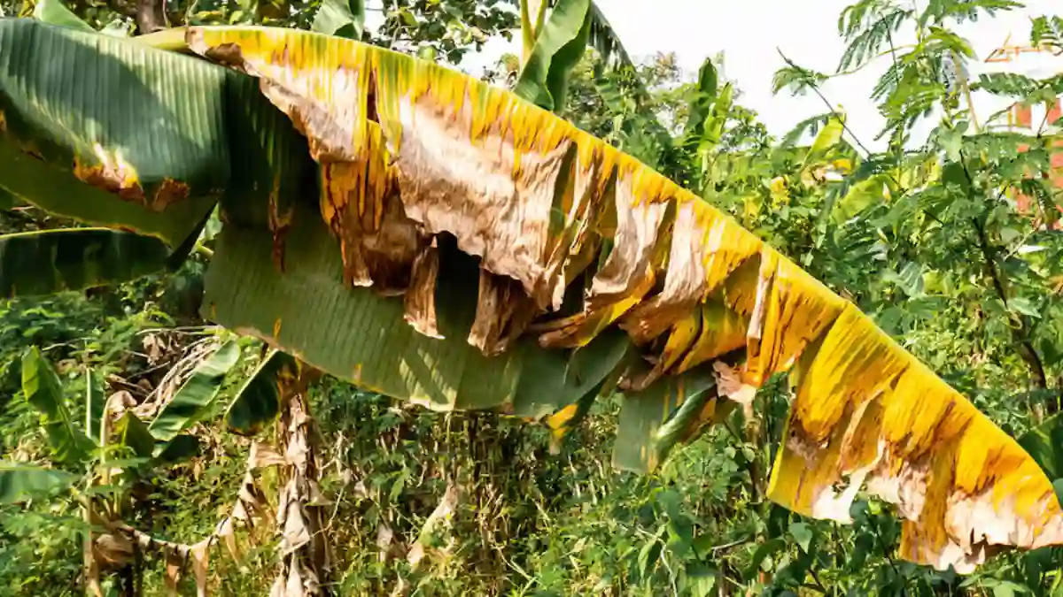 നേന്ത്രവാഴയിലെ രോഗങ്ങൾ