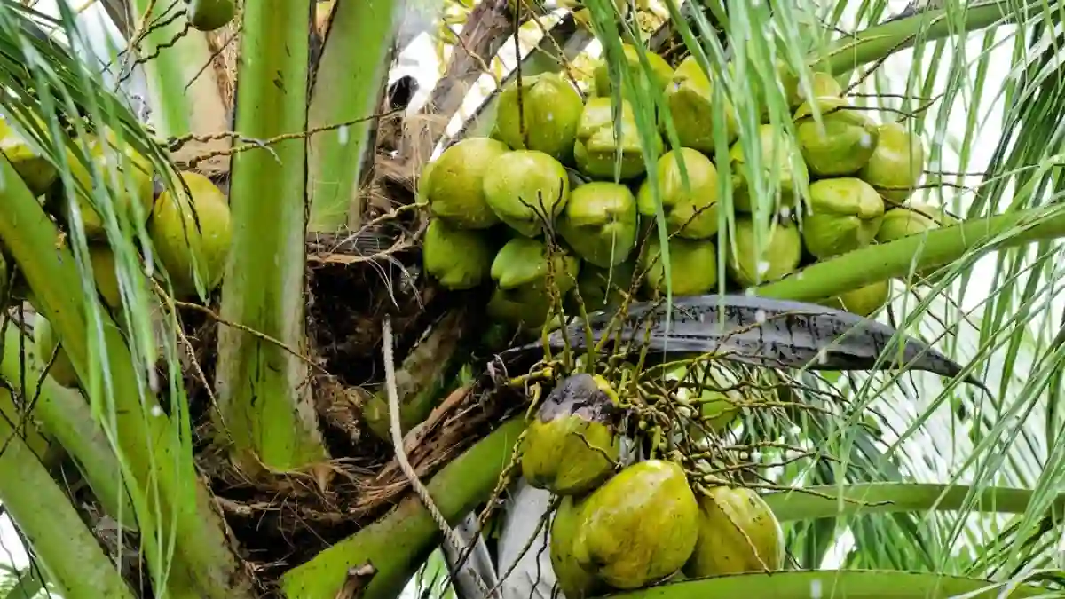തെങ്ങുകൃഷിയിലേക്ക് തിരിഞ്ഞ് കർഷകർ വീണ്ടും സജീവമാവുകയാണ്.