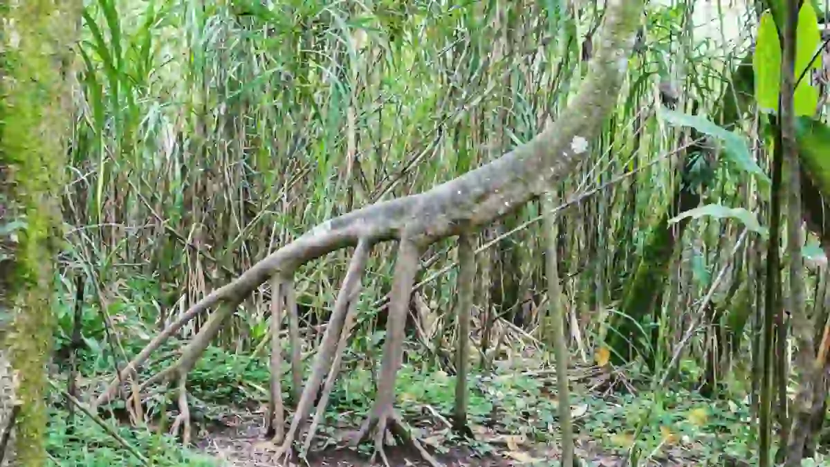ഭൂമിയിൽ നടന്നു നീങ്ങുന്ന മരങ്ങൾ ഉണ്ടോ?